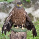 Serpent Eagle
